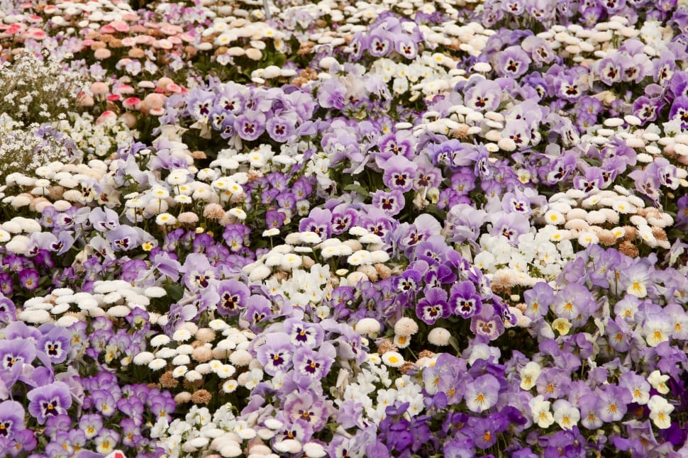 bed of flowers preview