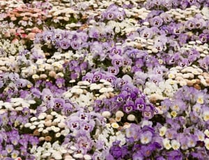 bed of flowers thumbnail