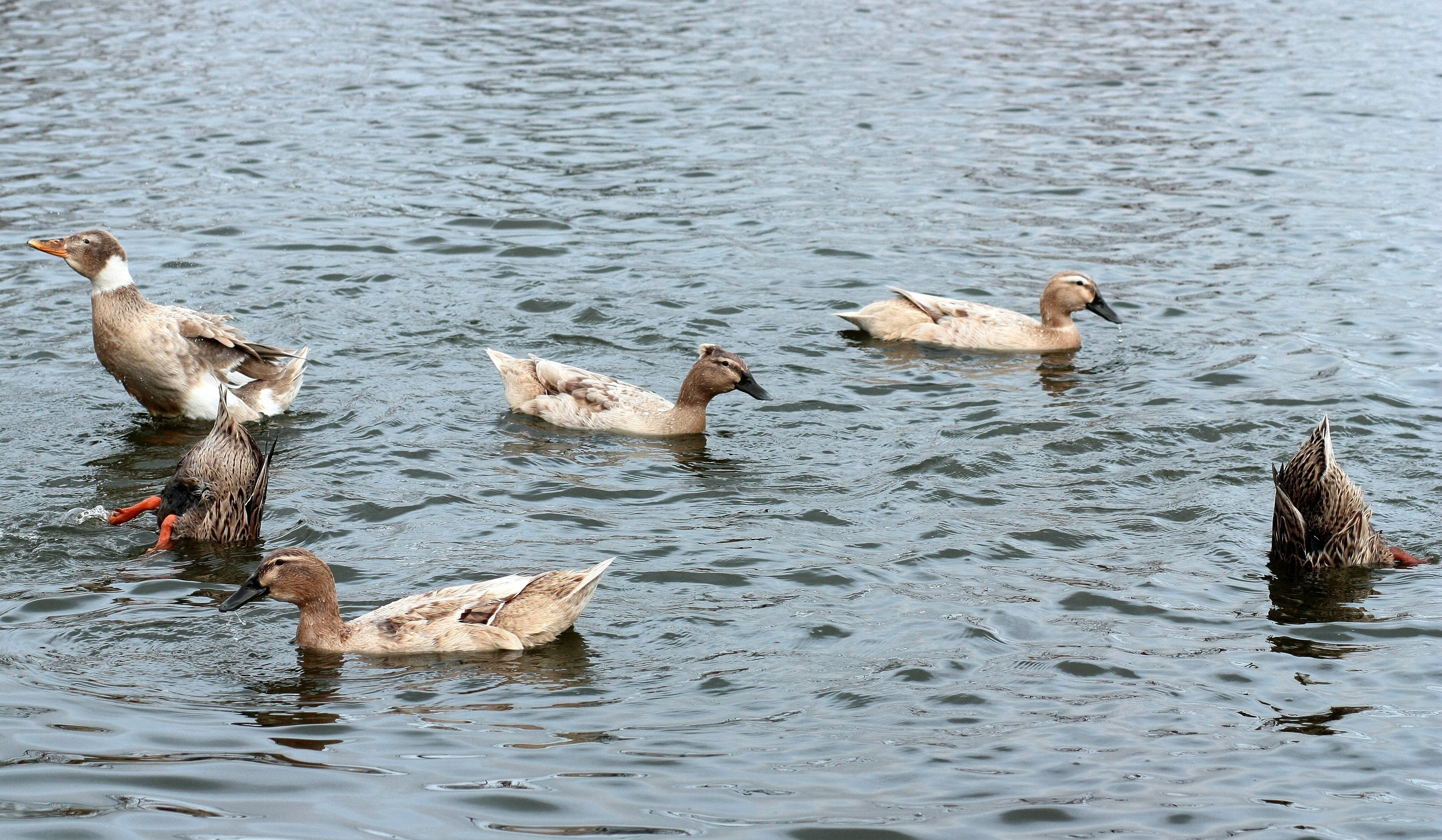flocks of duck