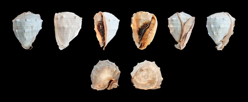 assorted shells preview