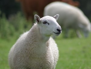 Sheep, Ewe, Wool, Agriculture, Animal, one animal, animal themes thumbnail