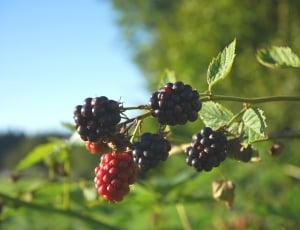 Green, Fruits, Blackberry, Nature, Blue, fruit, food and drink thumbnail