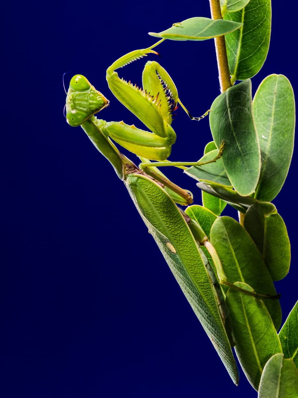 close up photography of praying mantis preview