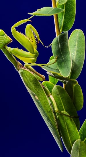 close up photography of praying mantis thumbnail