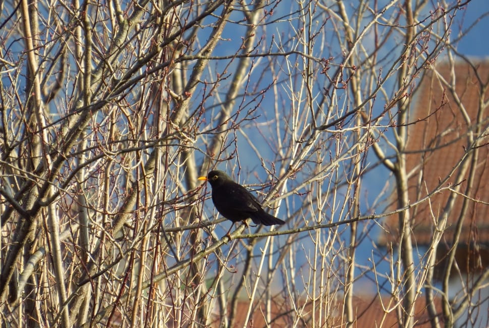 black bird on tree preview
