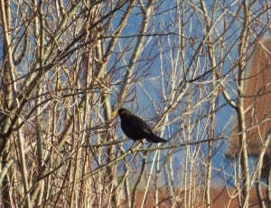 black bird on tree thumbnail