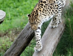 leopard animal thumbnail