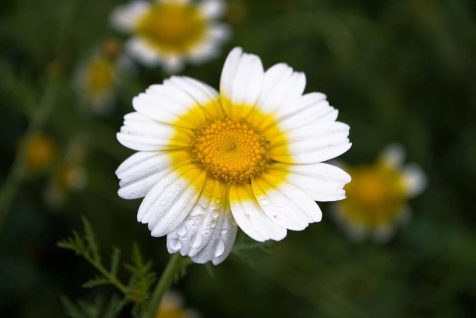 white and yellow flower shallow focus photo preview
