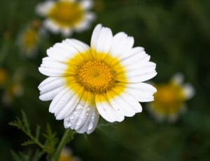 white and yellow flower shallow focus photo thumbnail