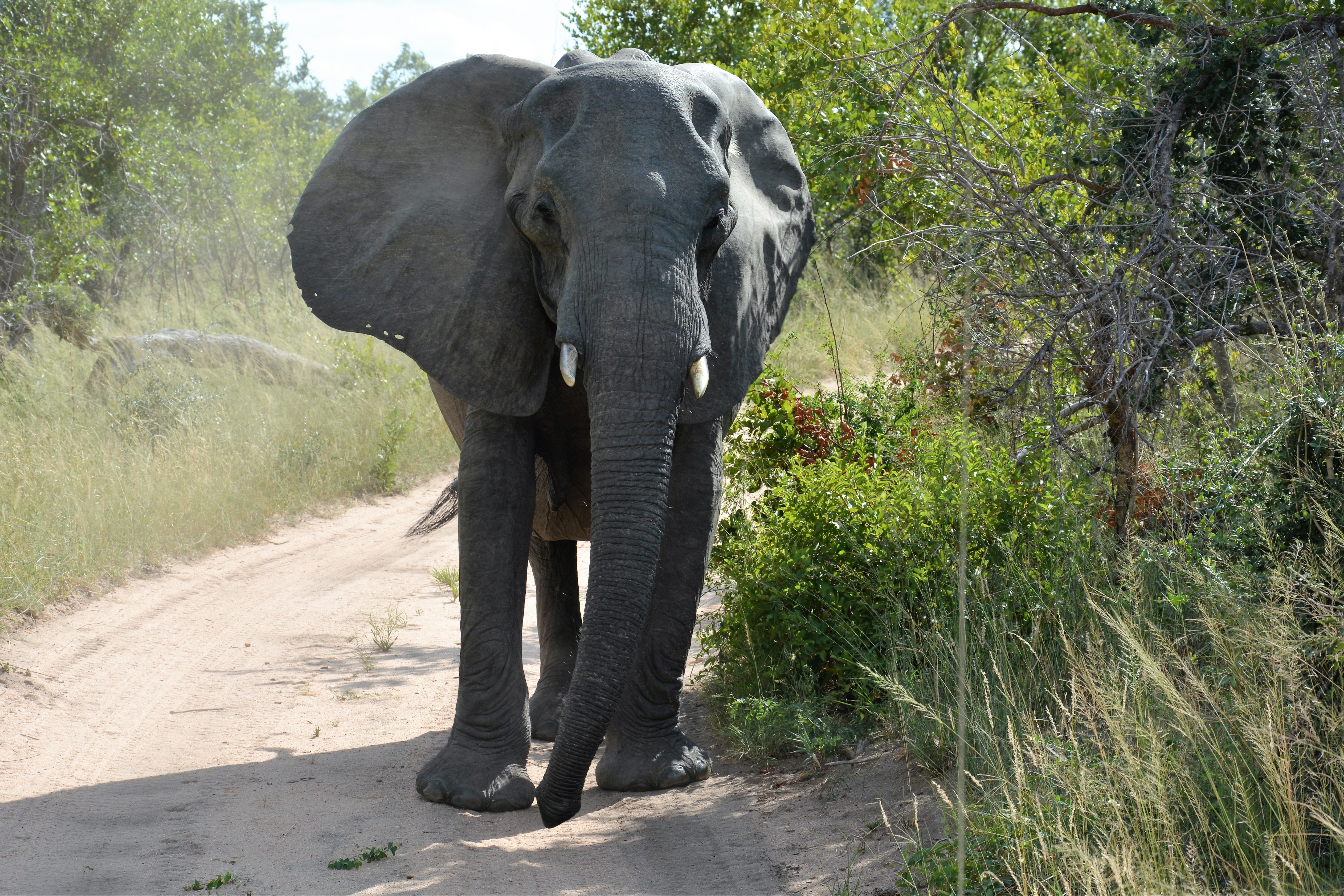 Черная слоновая. Африканский саванский слон. Африканский слон (самка). Индийский слон. Черный слон.