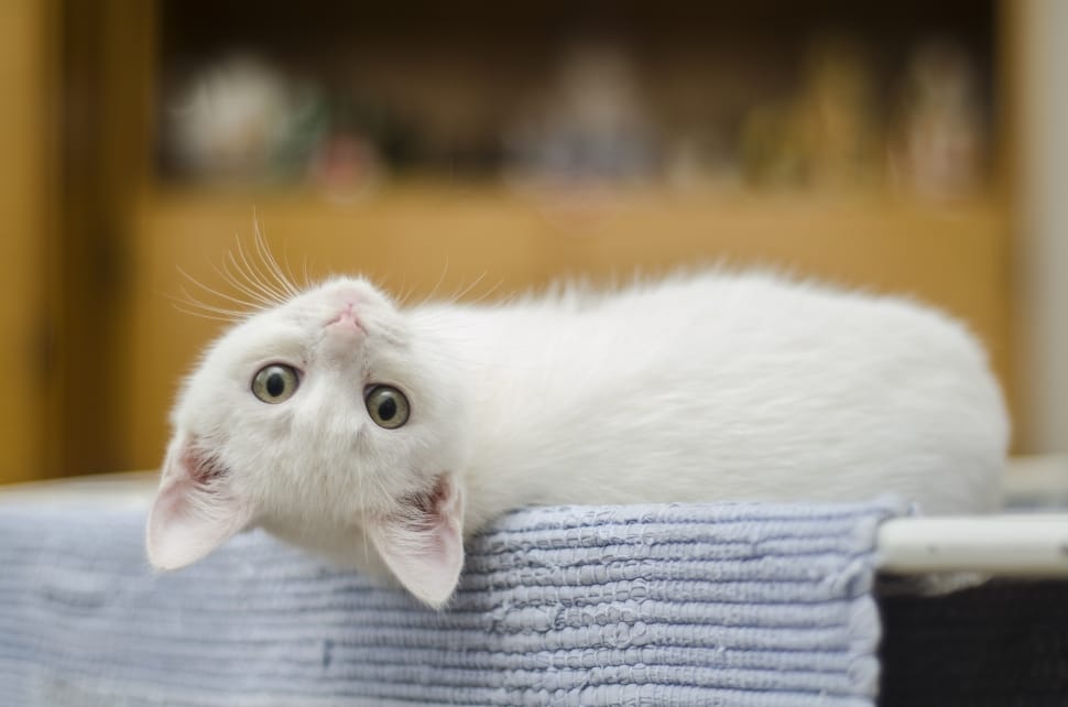 white short fur kitten preview