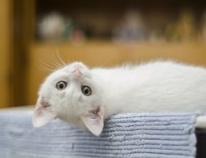 white short fur kitten thumbnail