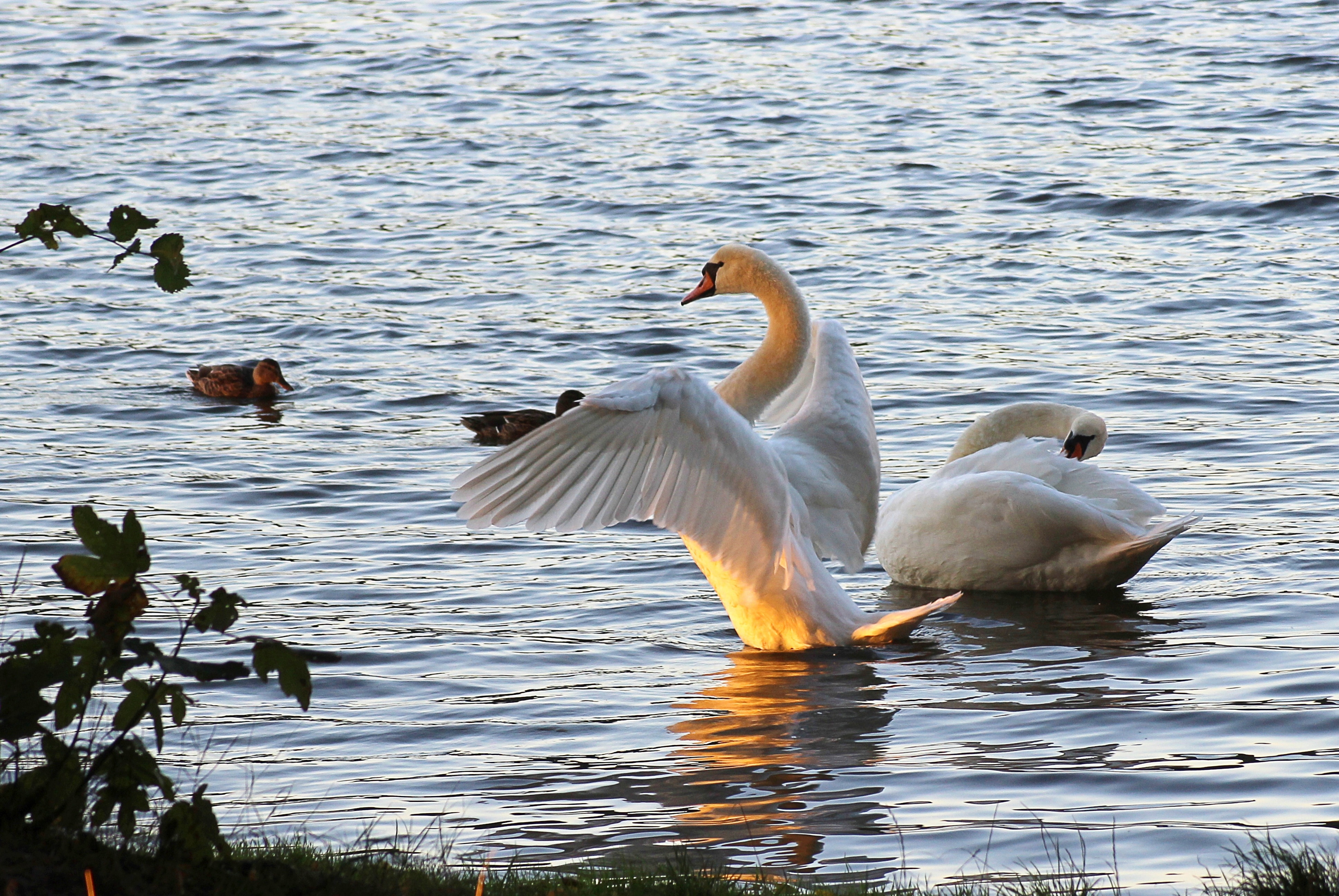 two swan