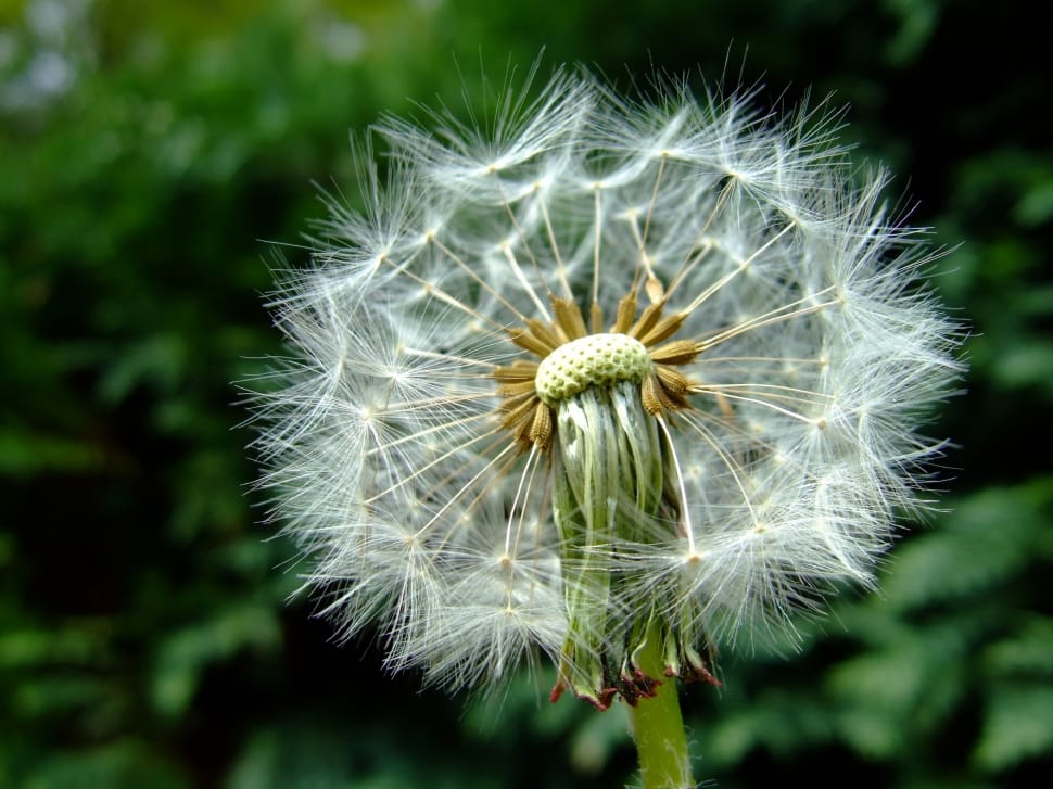 Fluff, Dandelion, Wish, Overblown, flower, dandelion preview