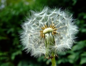 Fluff, Dandelion, Wish, Overblown, flower, dandelion thumbnail