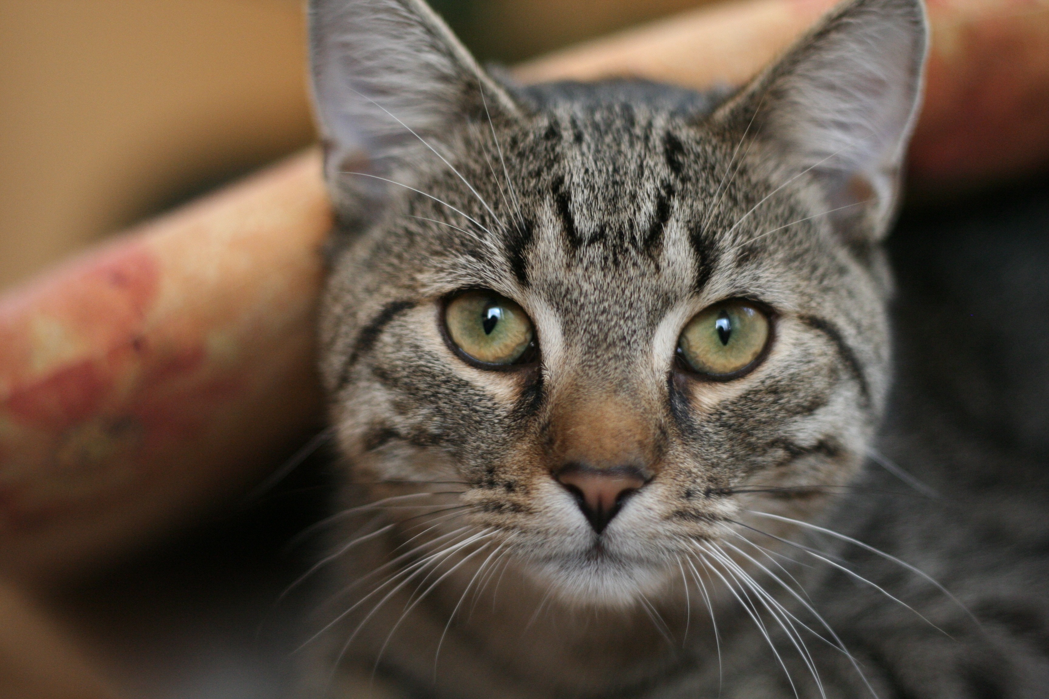 Крупно фото кошек. Европейская короткошерстная кошка. Европейская короткошерстная кошка серая. Кошка европейская короткошерстная серая полосатая. Европейская Лесная короткошерстная кошка.