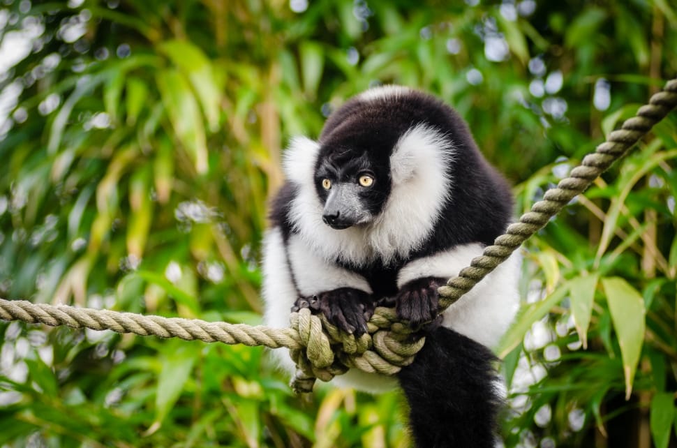 Black and white Ruffed Lemur preview