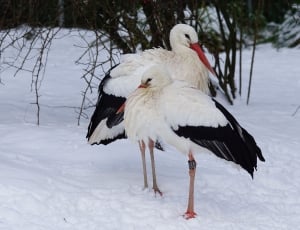 2 white and black feathered red long bill bird thumbnail