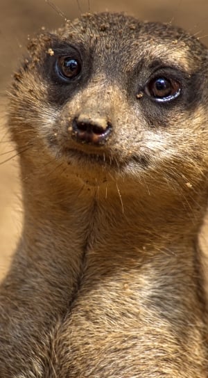 brown and black meerkat thumbnail