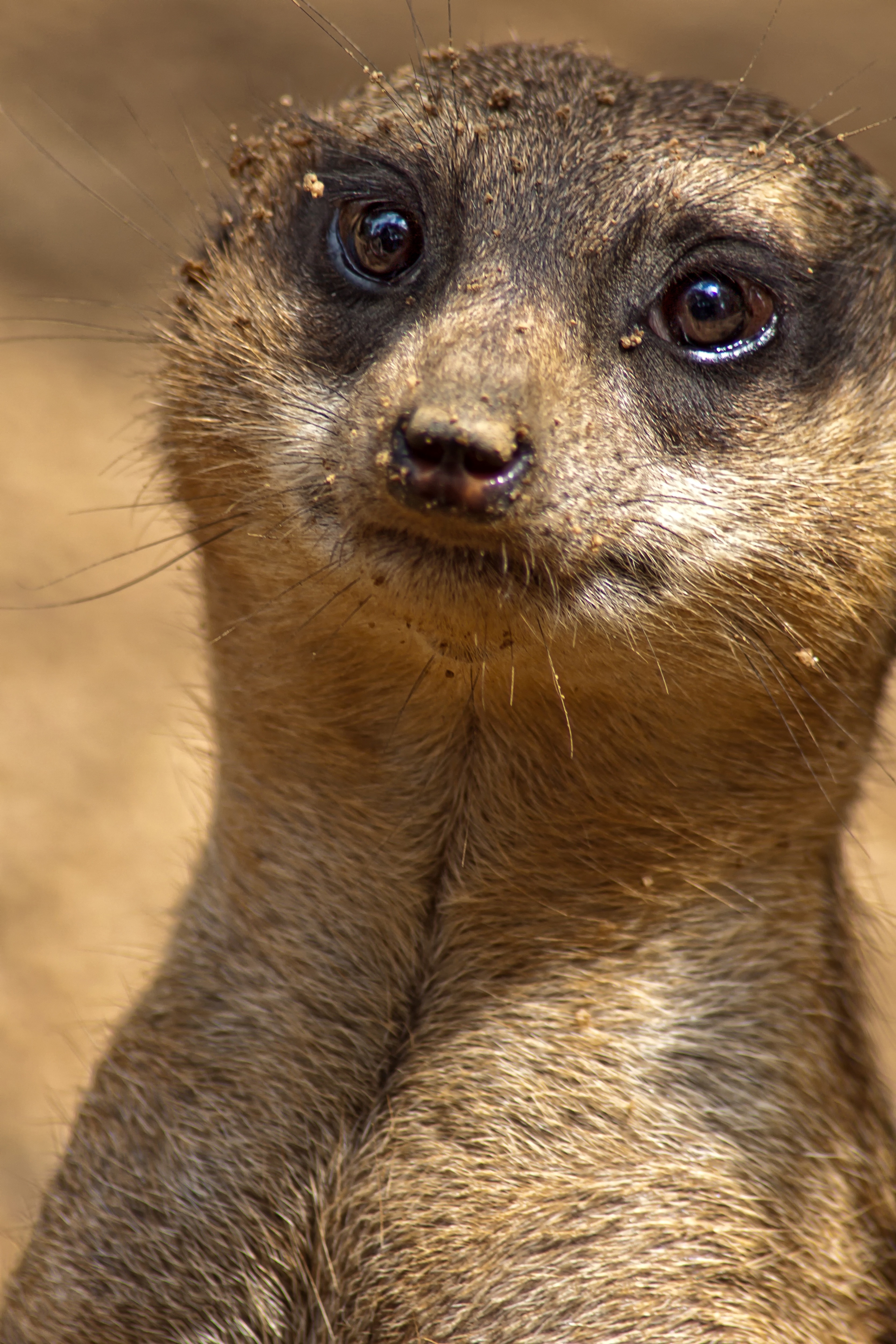 brown and black meerkat