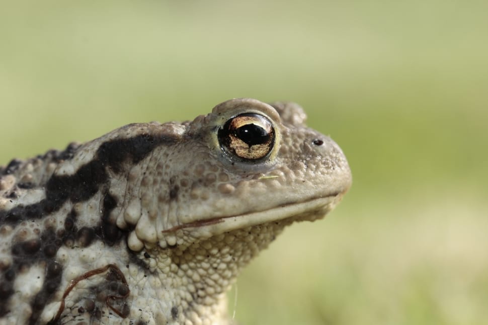 Frog, Toad, Eyes, Amphibian, Head, one animal, animal wildlife preview