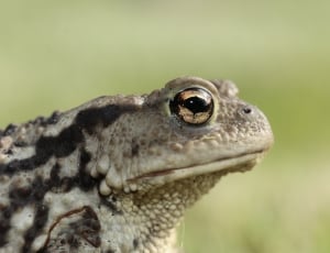 Frog, Toad, Eyes, Amphibian, Head, one animal, animal wildlife thumbnail