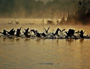 Nature, Water, Lake, Coots, Morning, animals in the wild, animal wildlife thumbnail