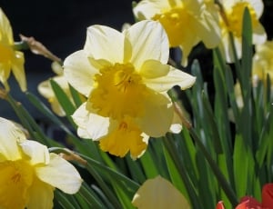 Flowers, Narcissus, flower, petal thumbnail