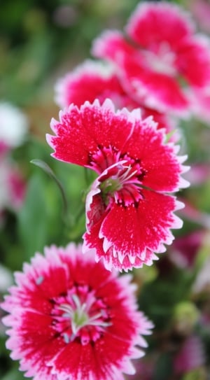 Daisy, Flower, Red, Spring, flower, growth thumbnail