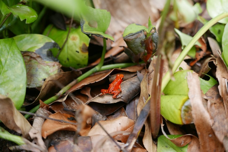 Frog, Animal, Poison Dart Frog, Red Frog, food and drink, food preview