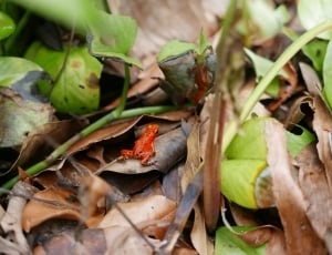 Frog, Animal, Poison Dart Frog, Red Frog, food and drink, food thumbnail