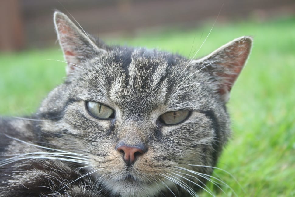 closeup photograph of gray tabby cat lying on green grass preview