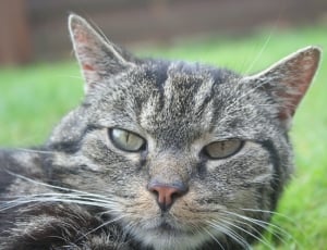 closeup photograph of gray tabby cat lying on green grass thumbnail