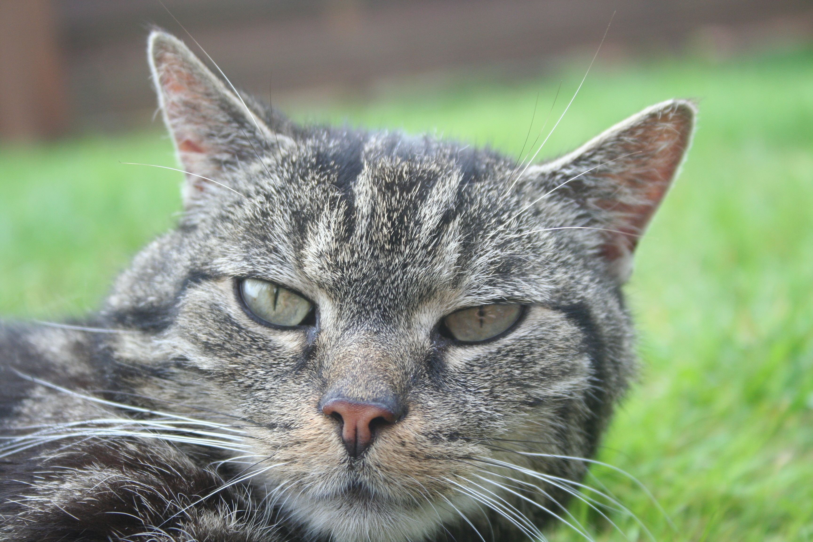 closeup photograph of gray tabby cat lying on green grass