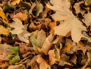 dried maple leafs thumbnail