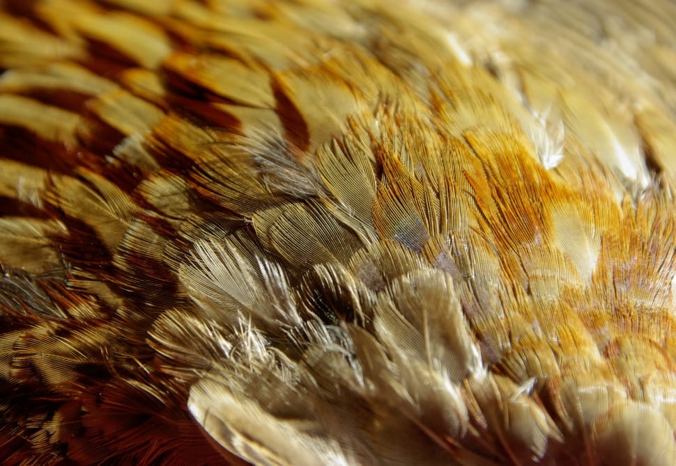 brown feather preview
