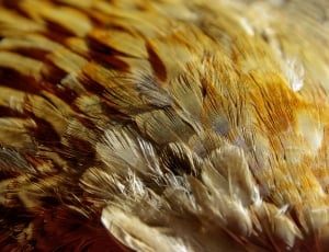 brown feather thumbnail