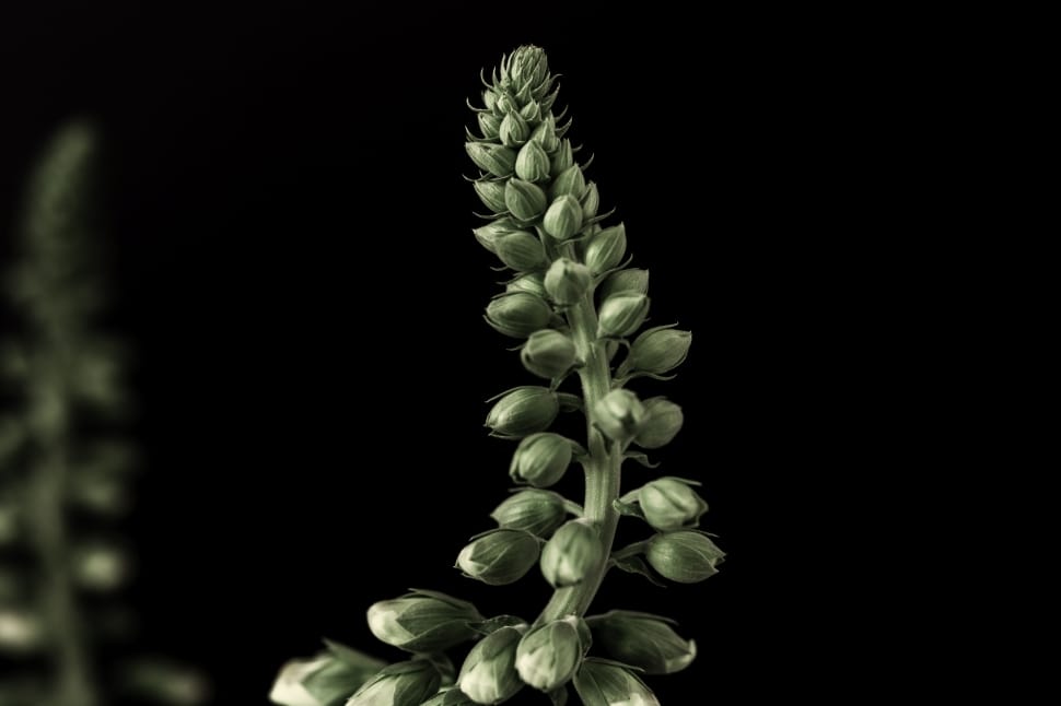 green bud flower preview