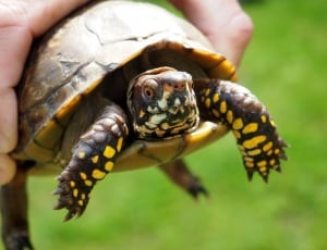 brown and yellow turtle thumbnail