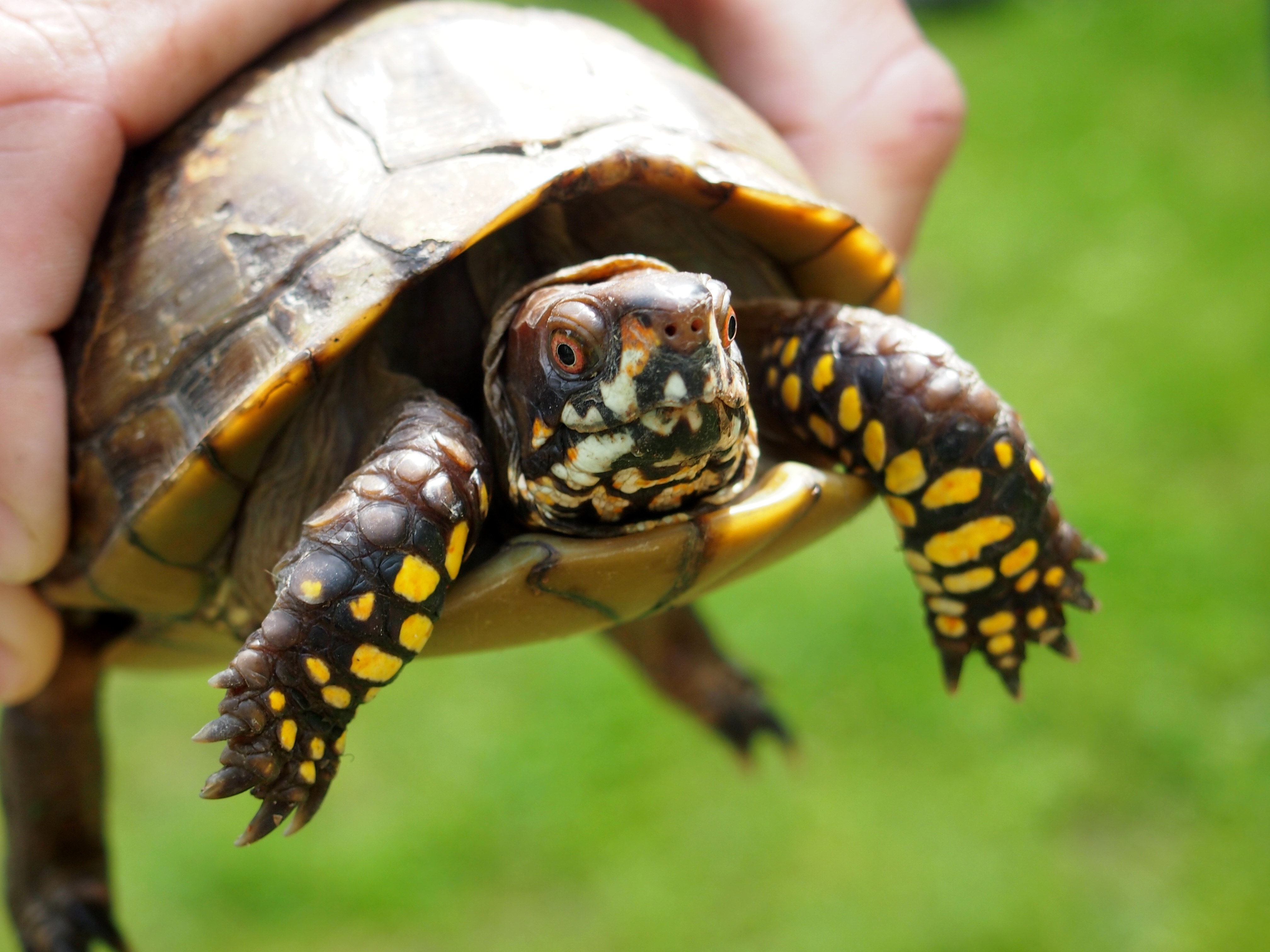 brown and yellow turtle