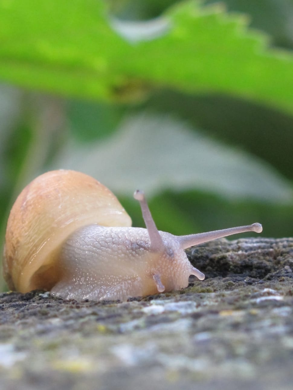 snail on brown wood beside green leaves preview