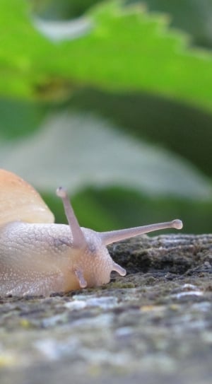 snail on brown wood beside green leaves thumbnail