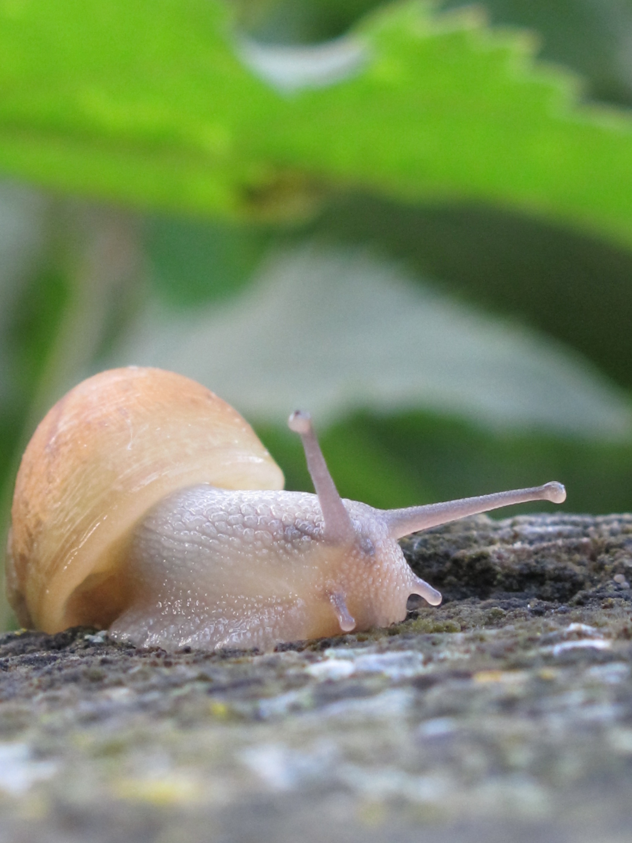 snail on brown wood beside green leaves
