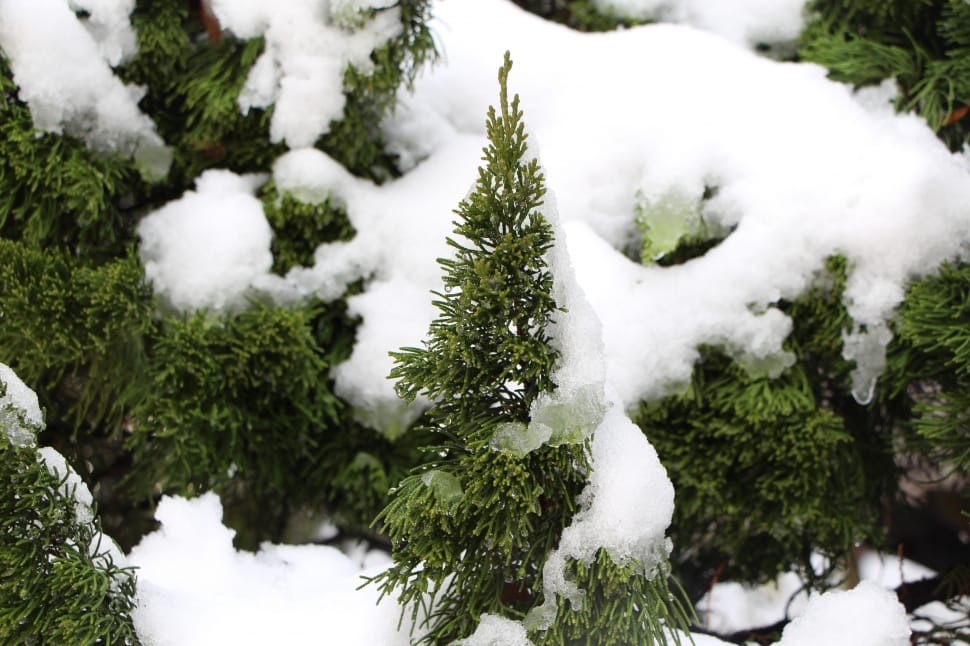 green pine trees covered with snow preview