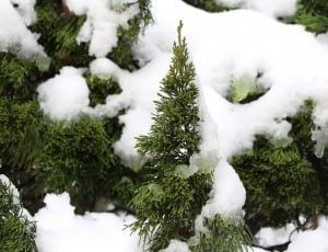 green pine trees covered with snow thumbnail