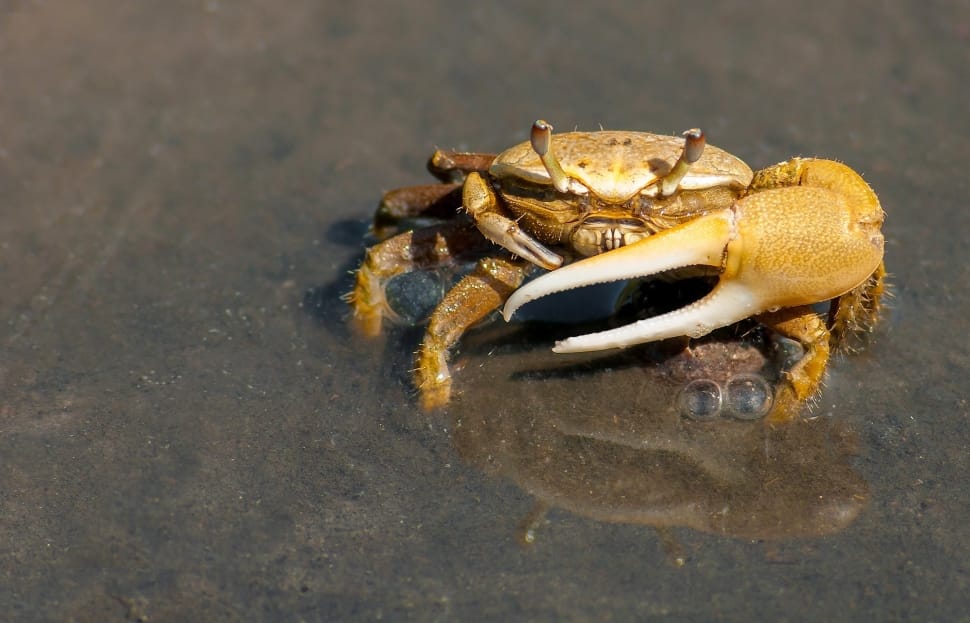 brown mud crab preview