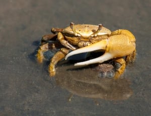 brown mud crab thumbnail