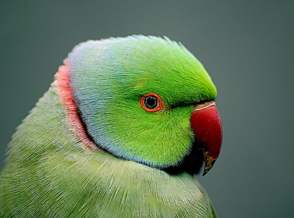 Indian Ringneck parrot (Psittacula krameri) preview