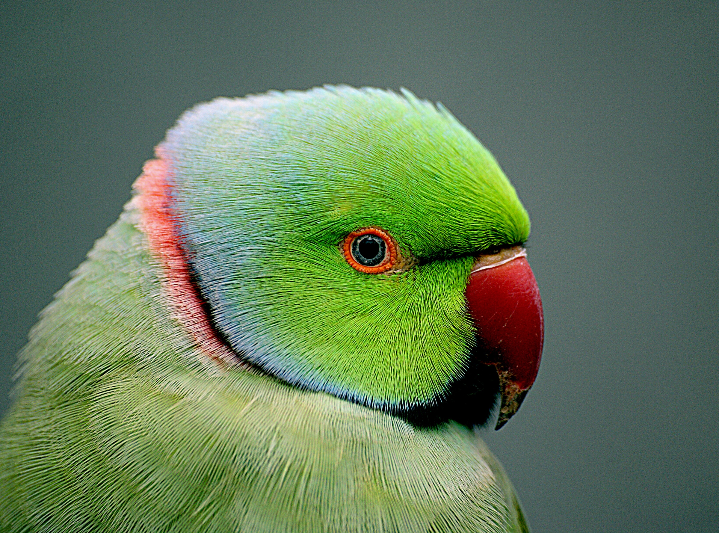 Indian Ringneck parrot (Psittacula krameri)