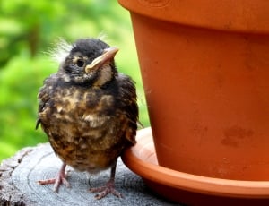 small black and brown short beak bird near brown clay pot thumbnail